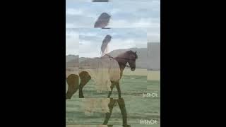 Сырым Сарсеков - Албан қызы